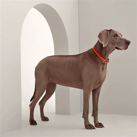 hermes paris dog|hermes birkin dog collar.